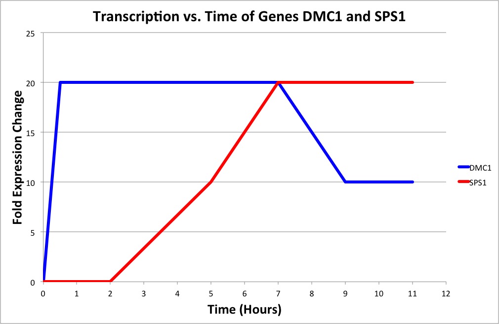 Transcription vs Time MP.jpeg