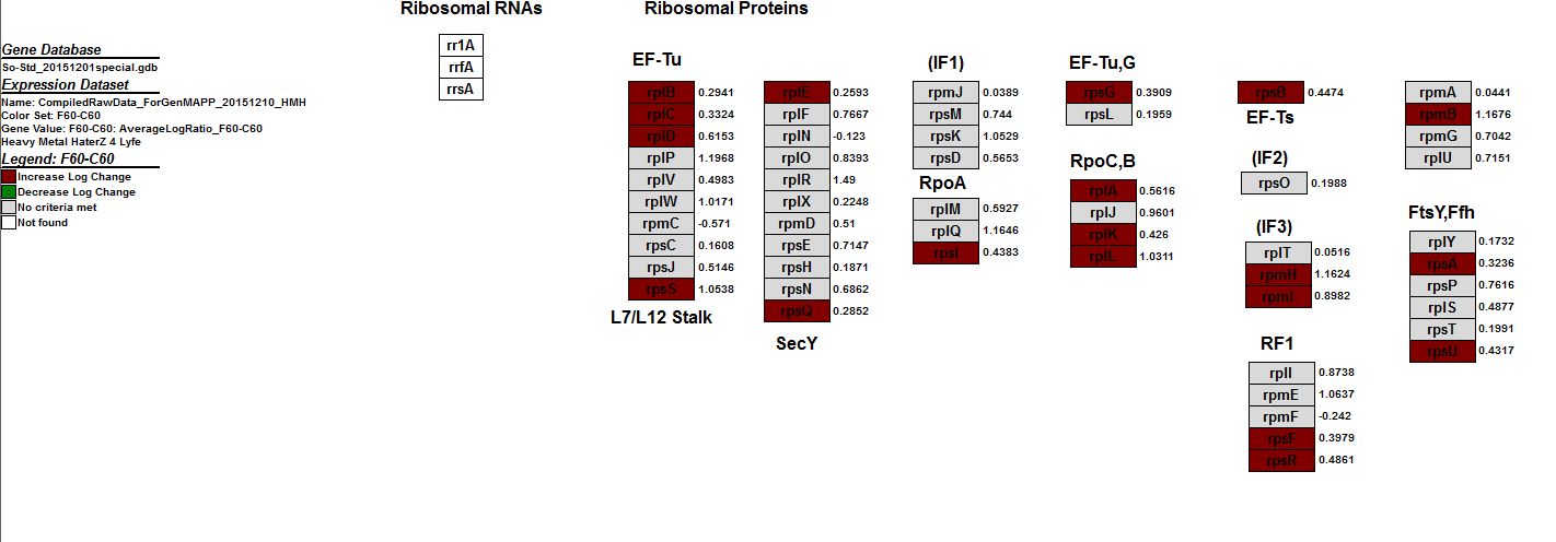 Ribosomal Pathway 20151213 HMH.PNG