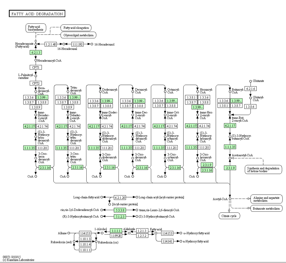 Fatty Acid Pathway from KEGG 20151216 HMH.PNG