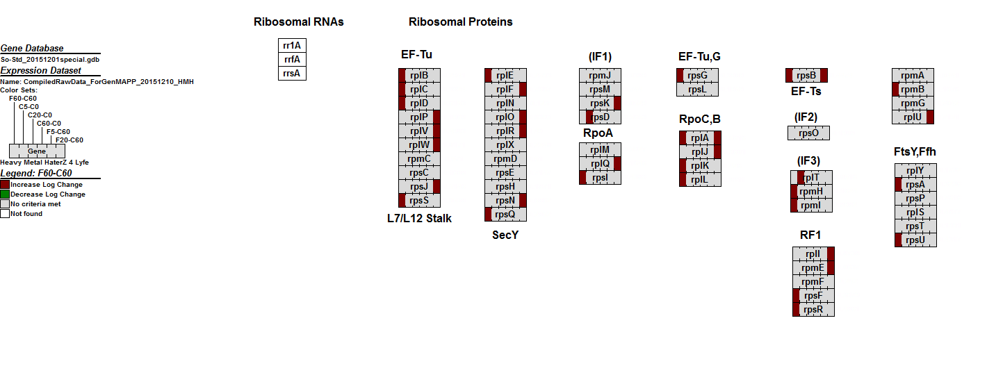 Compiled Ribosome Image 20151216 HMH.PNG