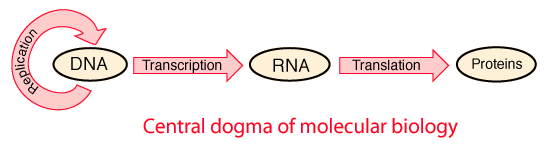 Image taken from Georgia State University