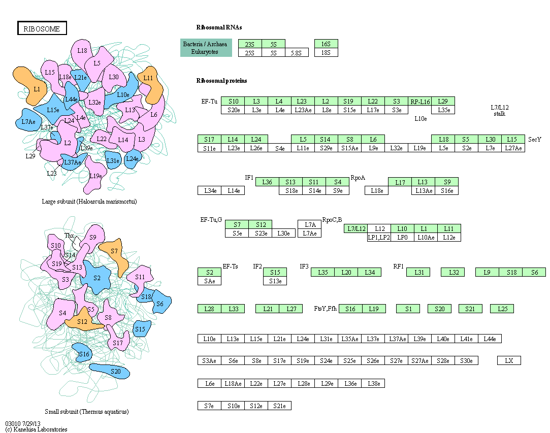 Ribosome Pathway from KEGG 20151216 HMH.PNG