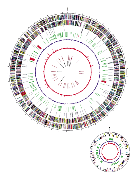File:Circular representation of the Shewanella oneidensis genome.gif