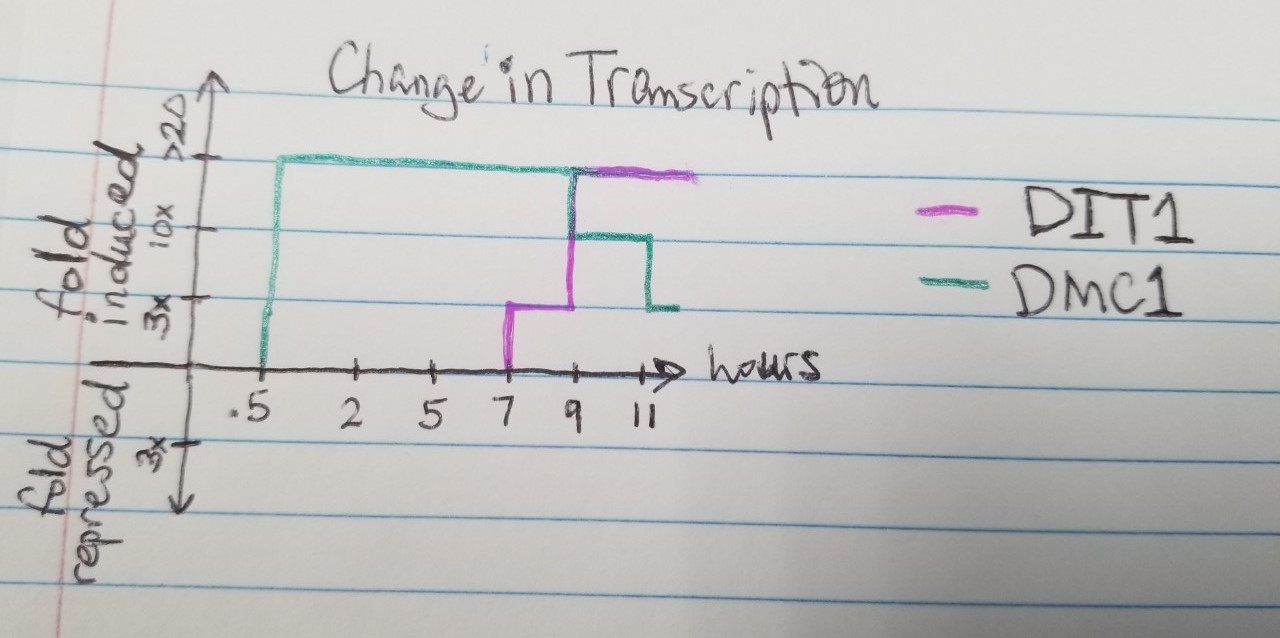 Dramir36 Change in Transcription2.jpg