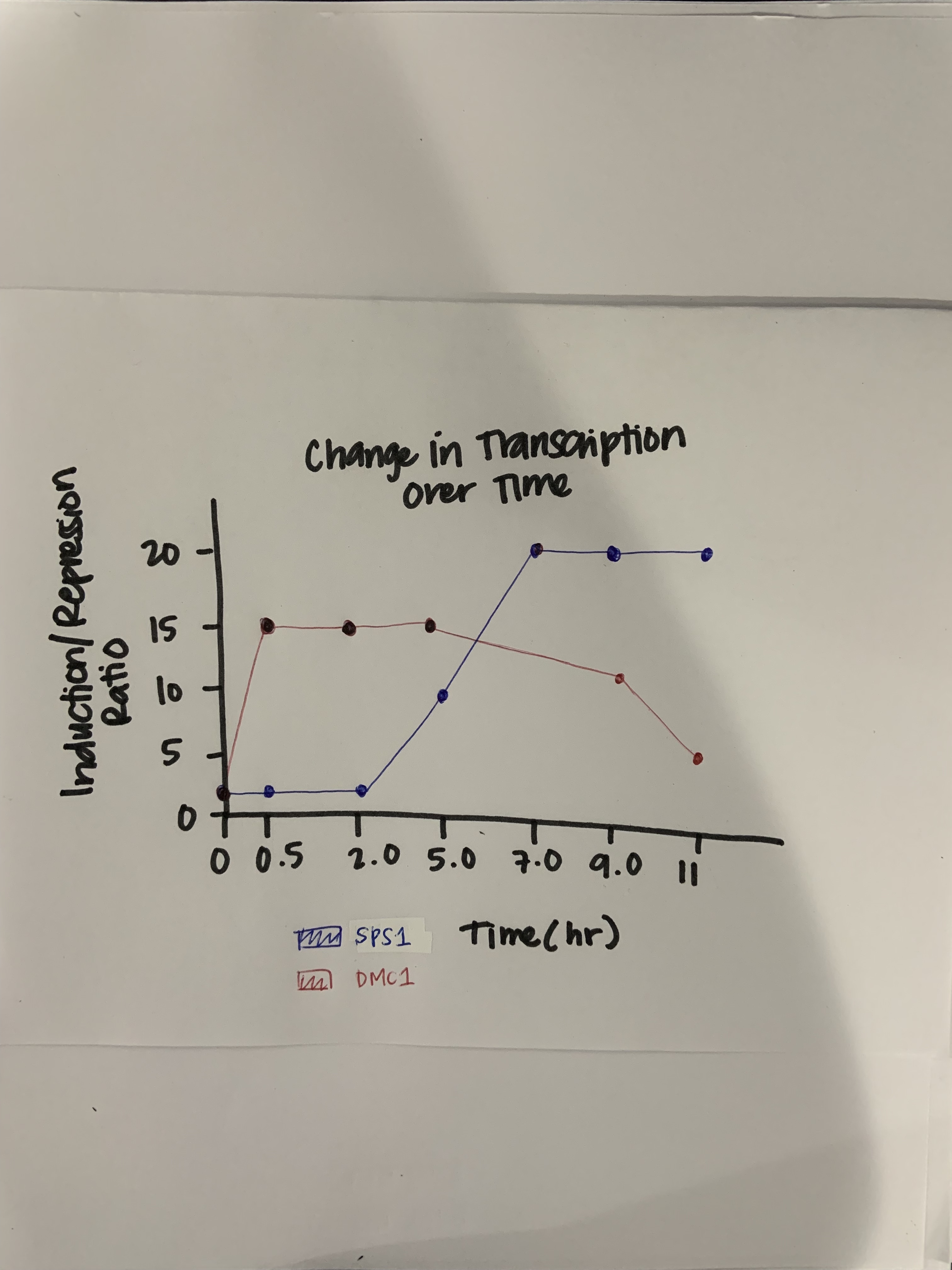 Graph for Change in Transcription Over Time of SPS1 and DMC1 genes