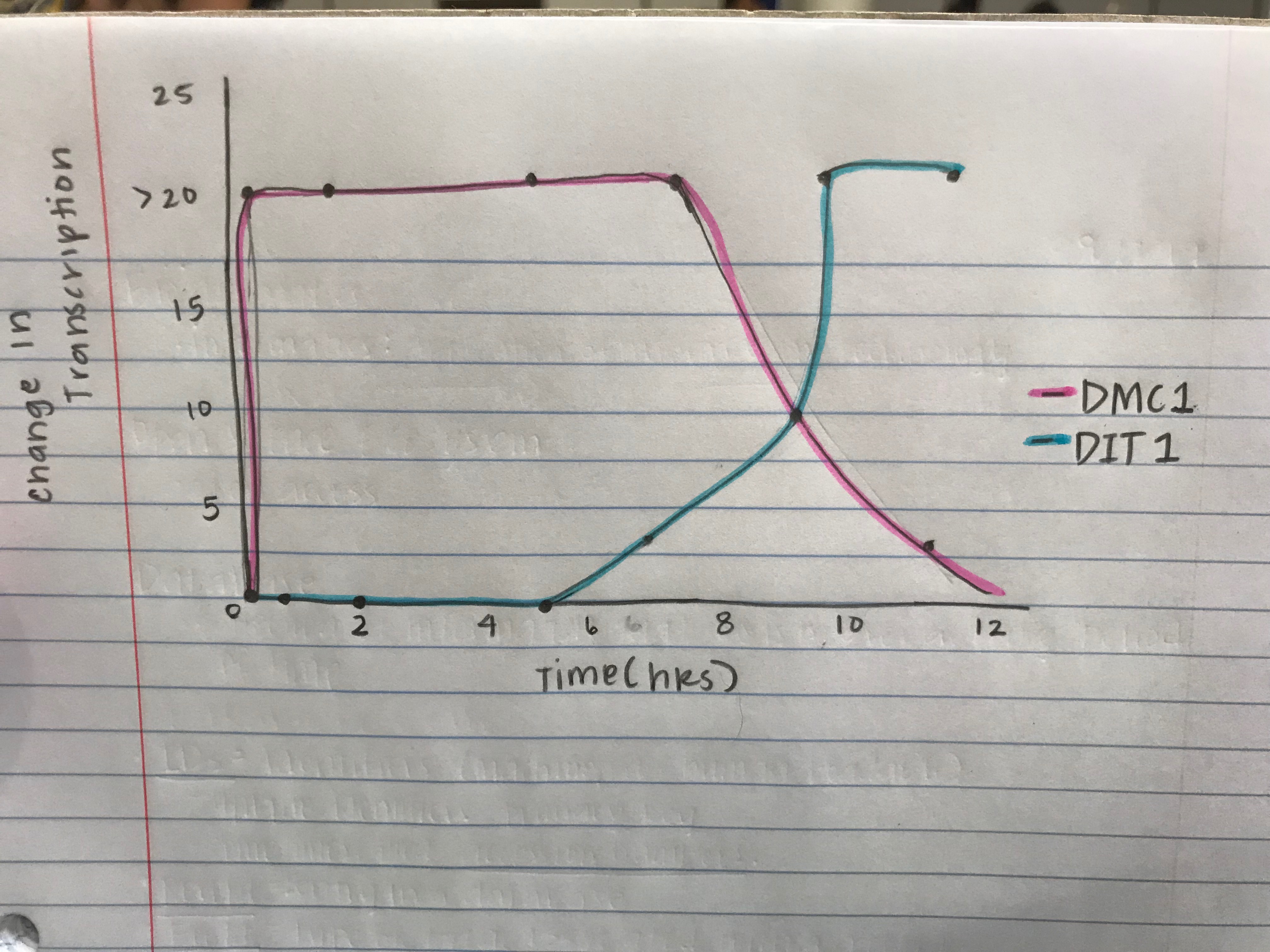 Transcription Change.jpeg