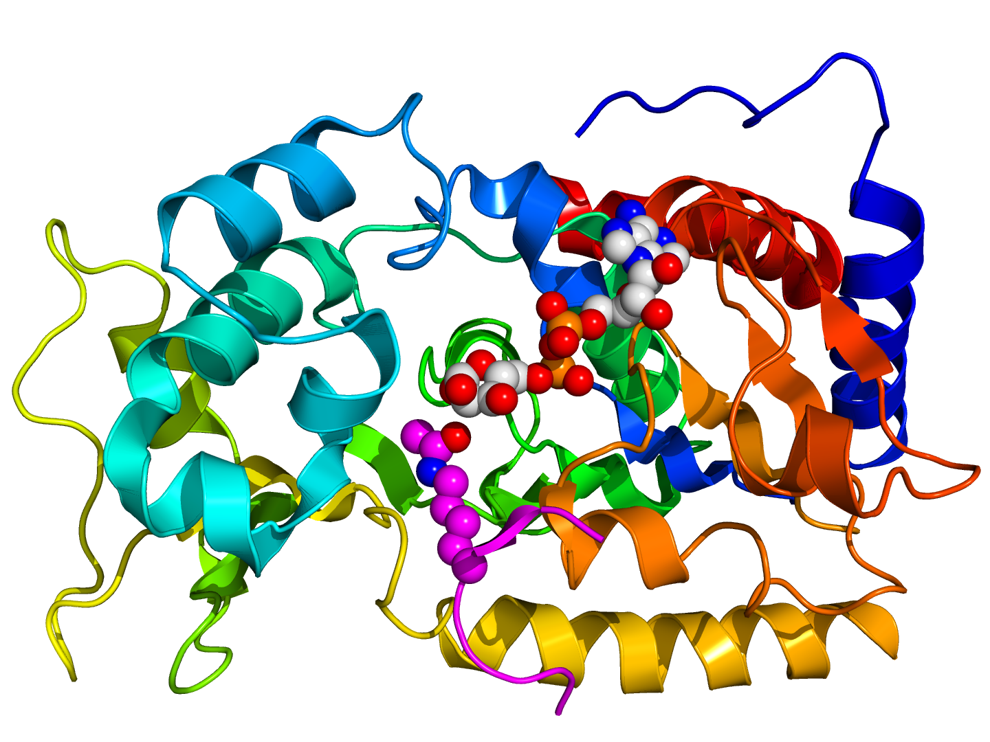 Created by Wikipedia user Boghog, "using PyMol based on the PDB: 1SZD​ coordinates. Crystallographic structure of yeast sir2 (rainbow colored cartoon, N-terminus = blue, C-terminus = red) complexed with ADP (space-filling model, carbon = white, oxygen = red, nitrogen = blue, phosphorous = orange) and a histone H4 peptide (magenta) containing an acylated lysine residue (displayed as spheres)"